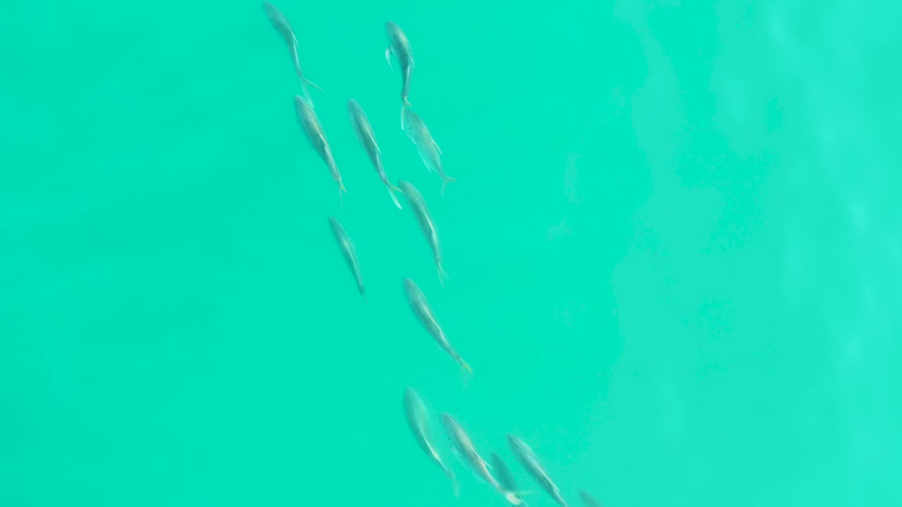 Small fish gather near the top of the frame in bright turquoise water at Los Frailes, Baja California Sur, with pale reflections and no visible people.