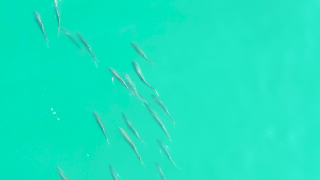 Small fish swimming through bright turquoise water.