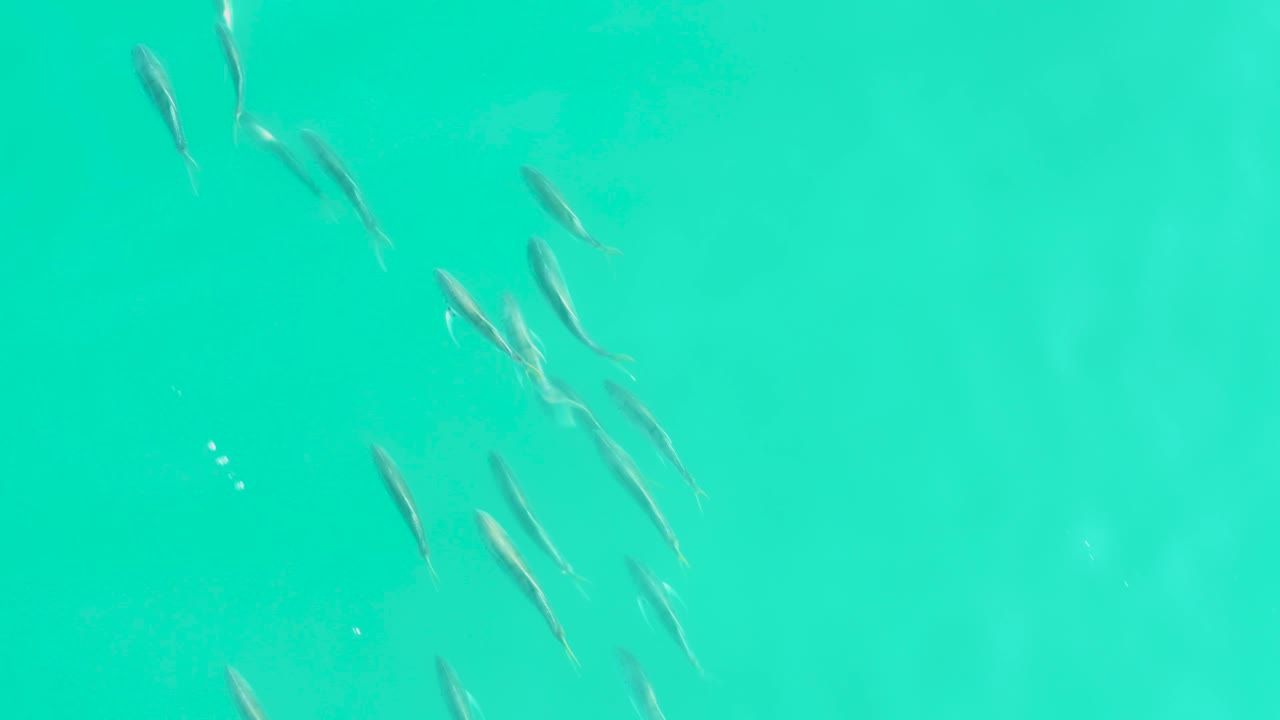 Several small fish clusters cross the upper and middle areas of clear teal water in Los Frailes, Baja California Sur, with no visible people.