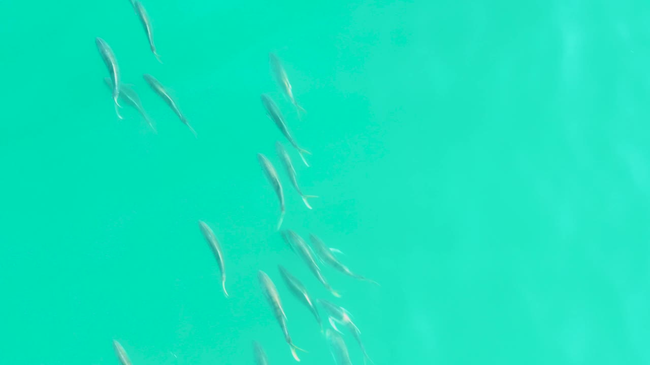 Small fish gather mostly toward the upper right of the overhead water view in Los Frailes, Baja California Sur, with no visible people.