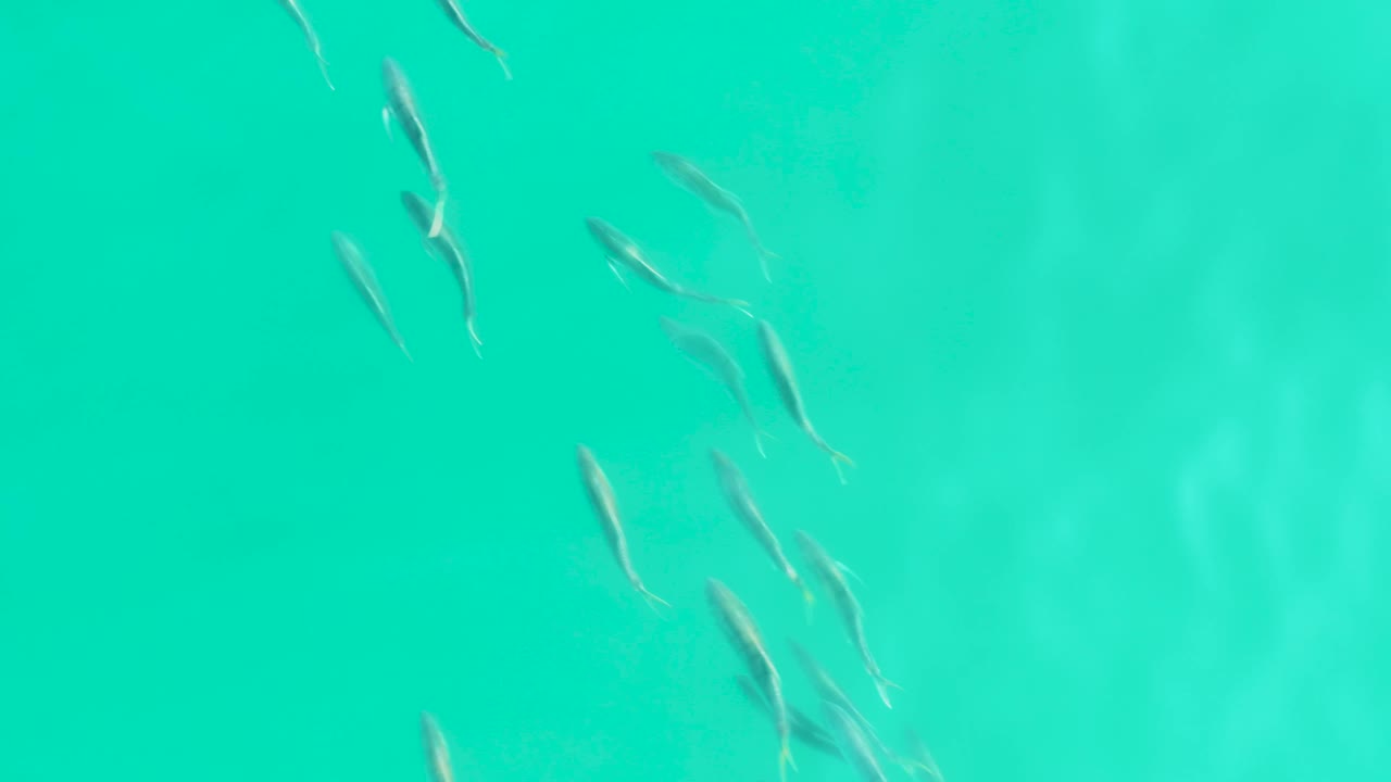A loose school of small fish runs diagonally through bright blue-green water in Los Frailes, Baja California Sur, with no visible people.