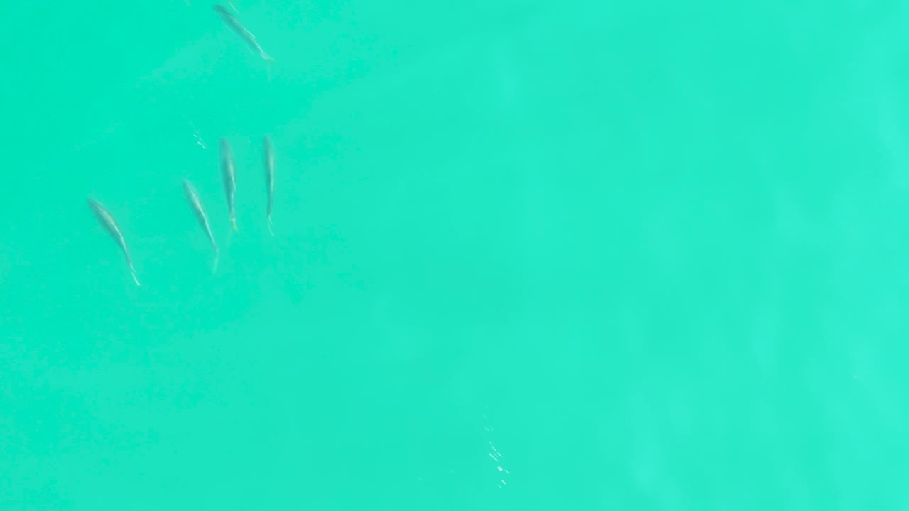 Small fish scattered in clear turquoise water