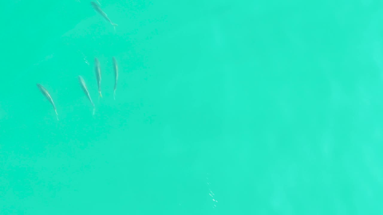 A loose group of small fish crosses the upper portion of clear teal water in Los Frailes, Baja California Sur, with no visible people.