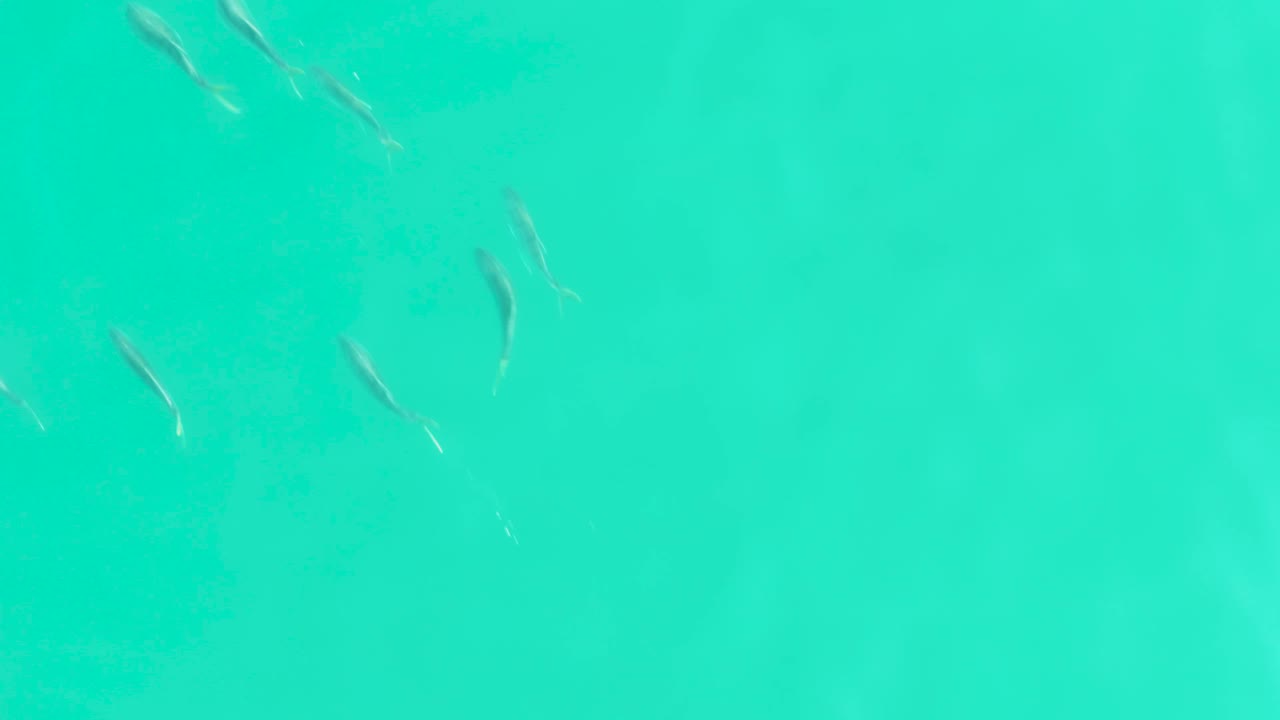 Several small fish are spaced across bright turquoise water in Los Frailes, Baja California Sur, with faint underwater color bands and no visible people.