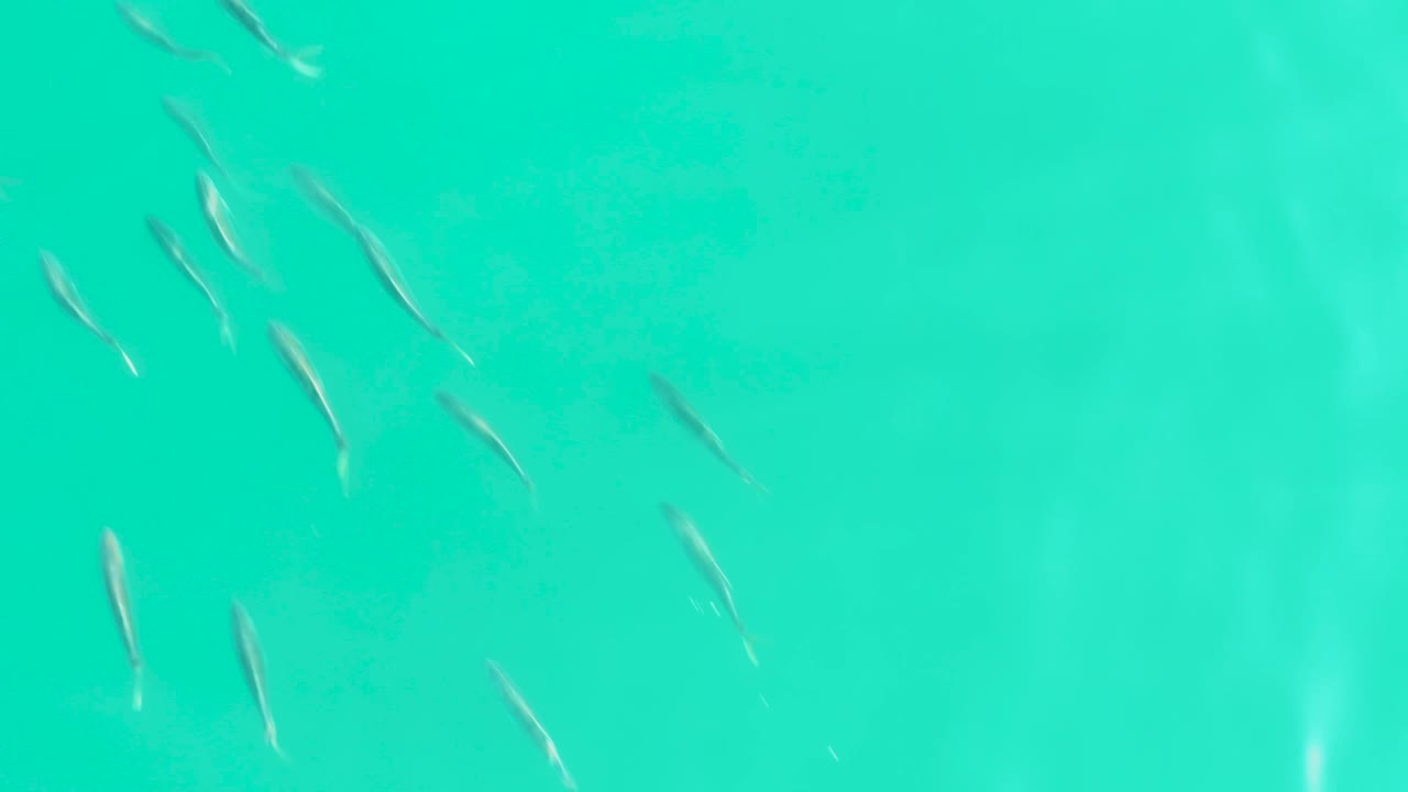 More small fish become visible across clear teal water in Los Frailes, Baja California Sur, including a denser group toward the left side, with no visible people.