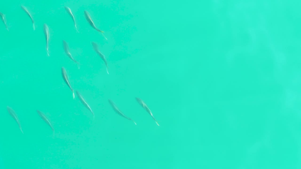 Small pale fish are scattered near the upper left and center of clear turquoise water in Los Frailes, Baja California Sur, with no visible people.