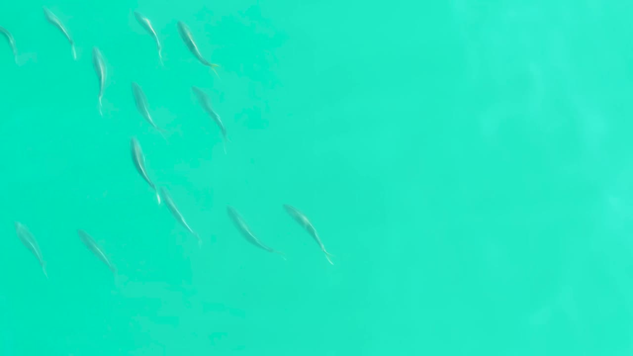 A loose school of small fish crosses the upper half of clear teal water in Los Frailes, Baja California Sur, with faint seabed texture and no visible people.