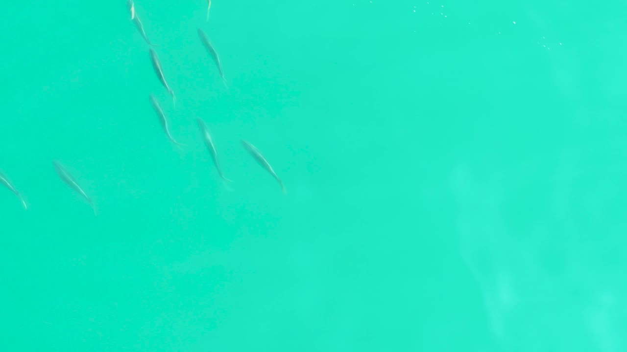 Several small fish appear near the top edge of a bright turquoise water frame in Los Frailes, Baja California Sur, while the lower water area remains open and empty of people.