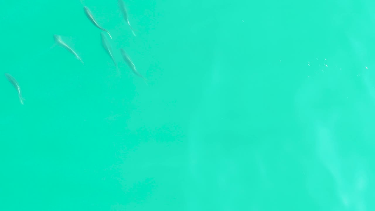Small fish cluster over bright shallow water