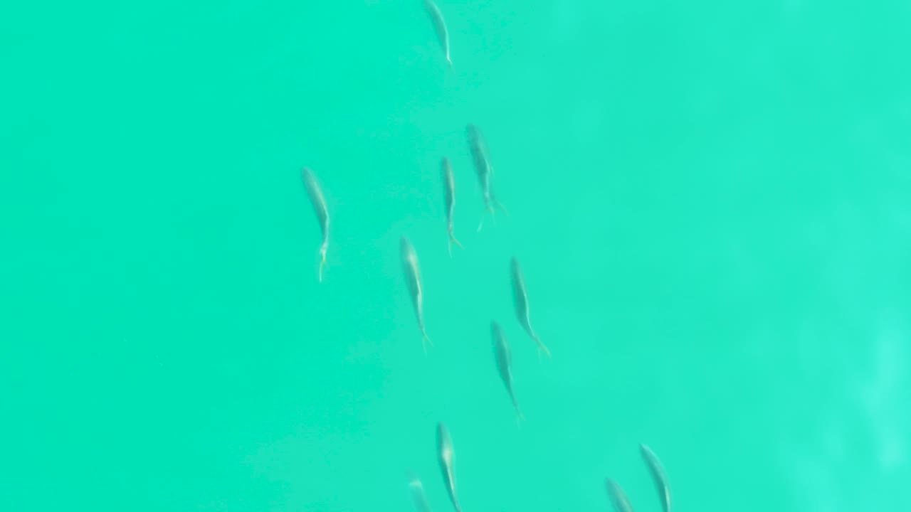 Small fish in clear turquoise water