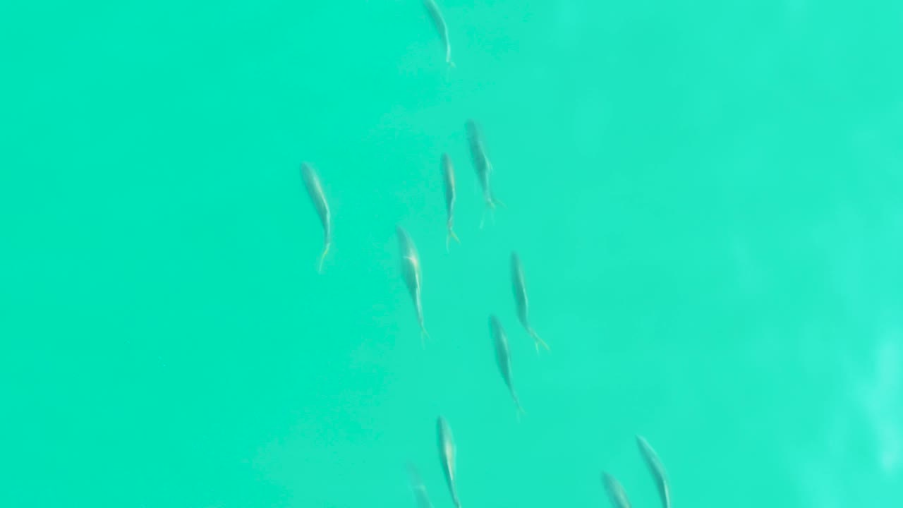 A loose cluster of small fish is seen from above in blue-green water at Los Frailes Los Cabos, with faint seabed tones and no visible people.