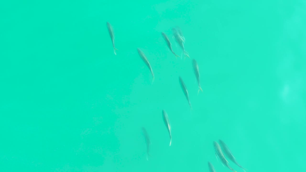 Several small fish are scattered through turquoise water at Los Frailes Los Cabos, with darker underwater patches visible beneath and no visible people.