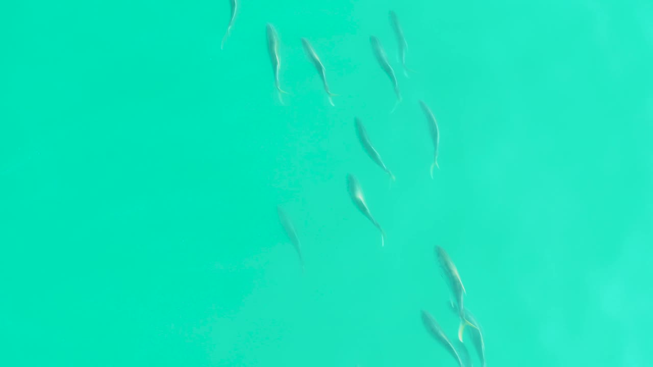 Small fish swim across clear shallow-looking turquoise water at Los Frailes Los Cabos, with pale bottom texture below and no visible people.