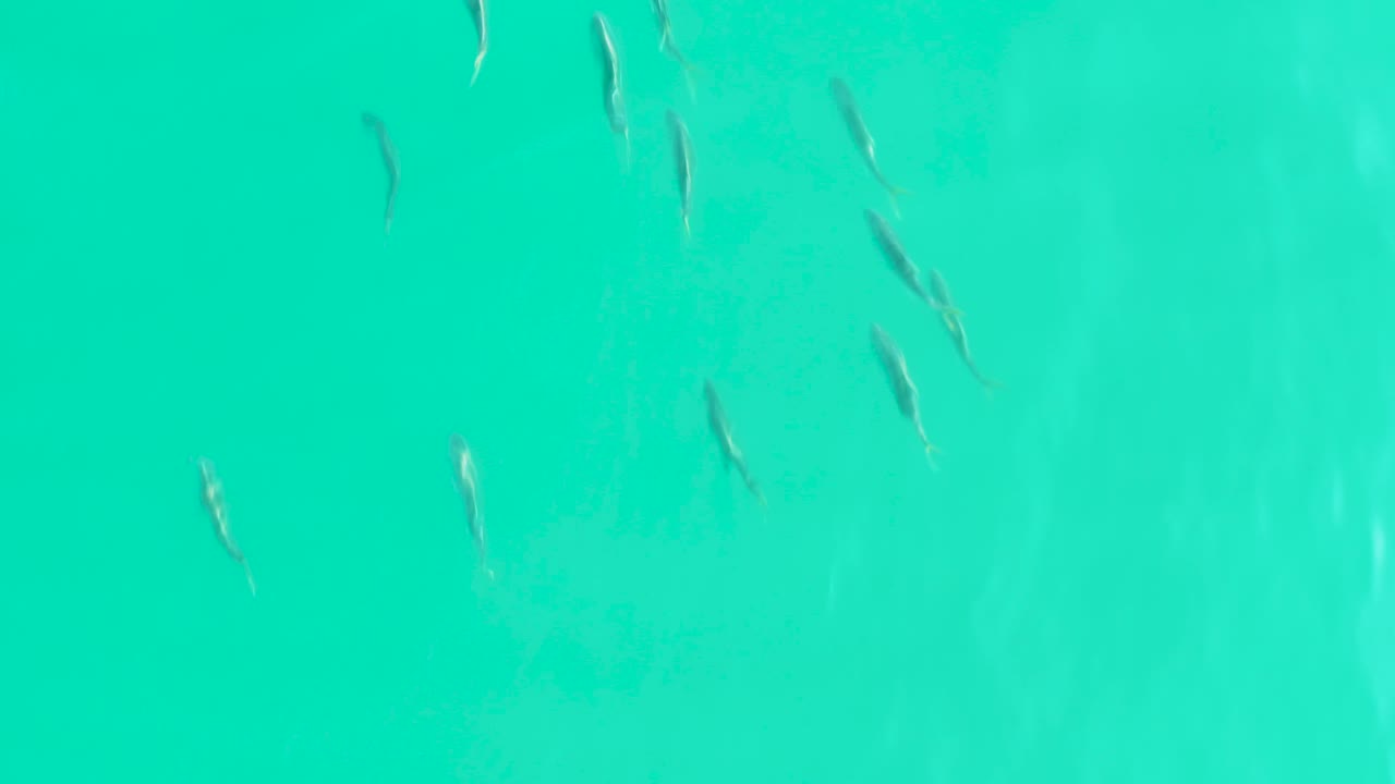 Small fish scattered in clear turquoise water
