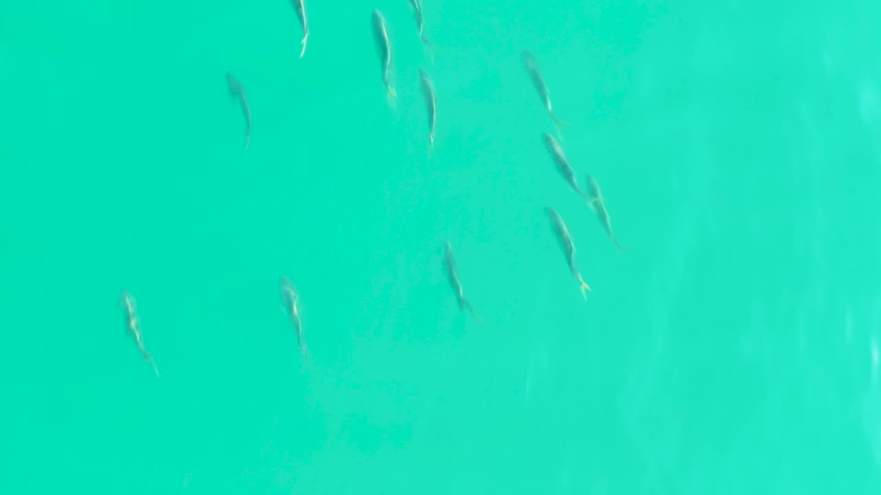 A loose group of small fish appears over bright teal water in Los Frailes, with several fish angled in different directions and no visible people.