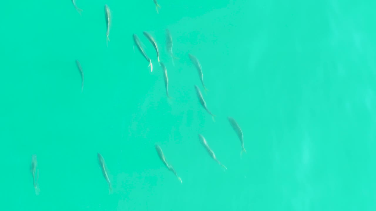 Small fish cross pale turquoise shallows in Los Frailes, with the school spread from upper frame to lower frame and no visible people.