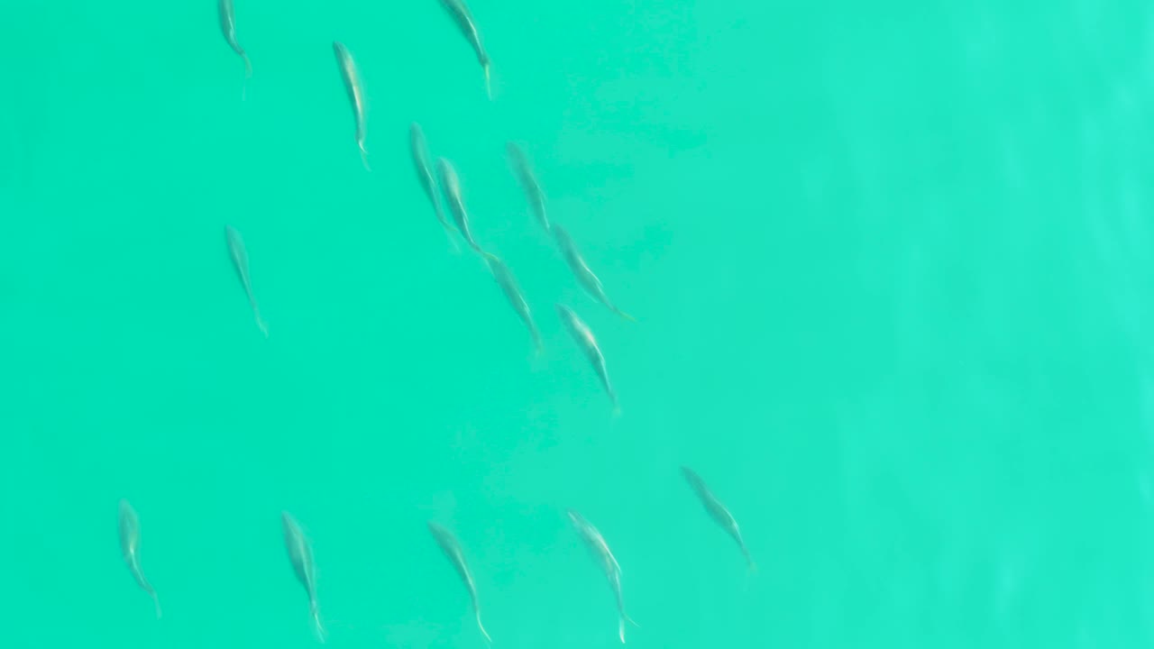 Several small fish gather along the left side of the teal water frame in Los Frailes, with open water to the right and no visible people.