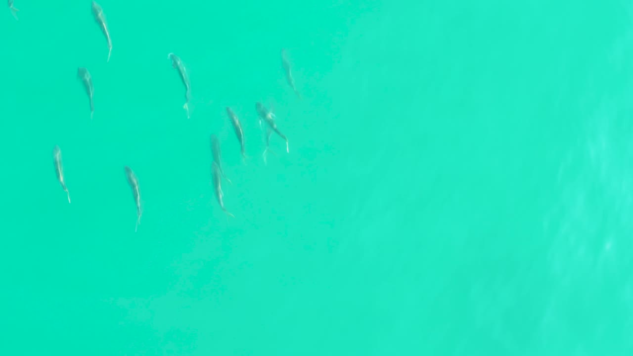Small fish scattered in turquoise clear water.