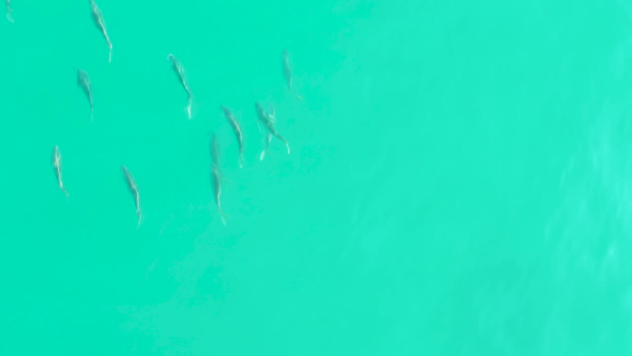 Small fish gather loosely near the upper part of an overhead turquoise-water frame in Los Frailes, with no visible people.
