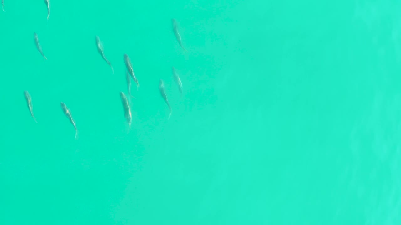 An overhead frame shows several small fish crossing clear green-blue water in Los Frailes, Baja California Sur, with no visible people.