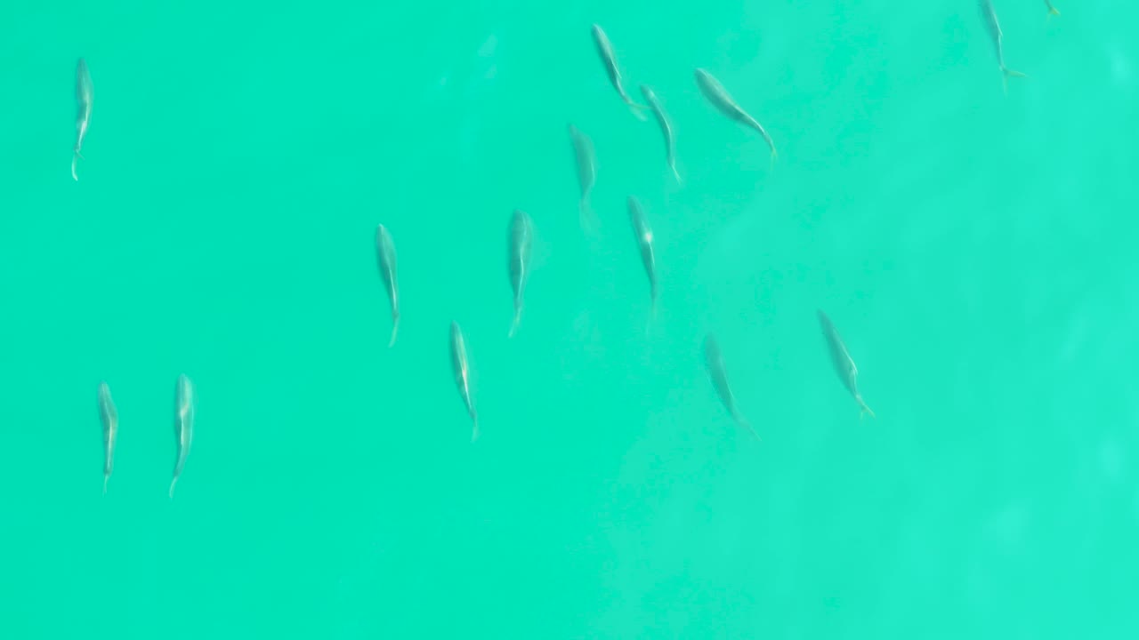 Small fish are spaced across clear turquoise water in Los Frailes, Baja California Sur, with pale underwater patches and no visible people.