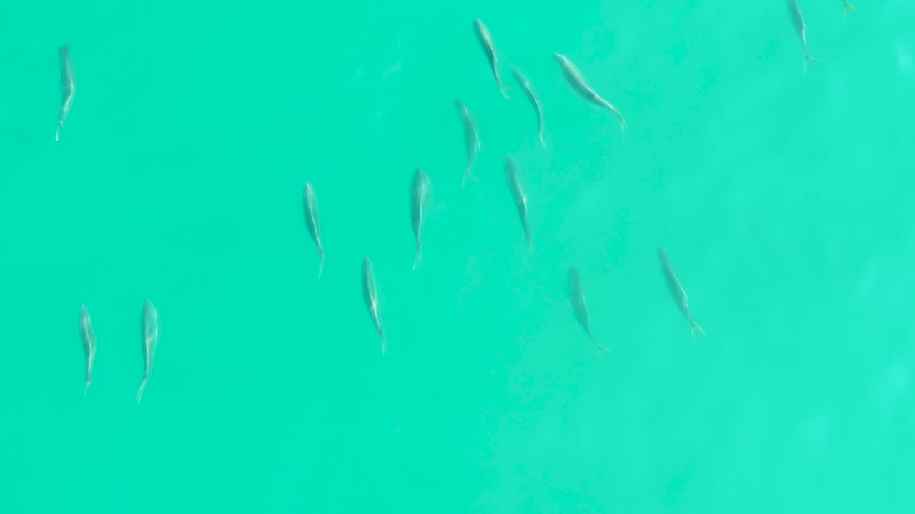 A loose group of small fish crosses blue-green water in Los Frailes, Baja California Sur, with soft lighter areas below and no visible people.