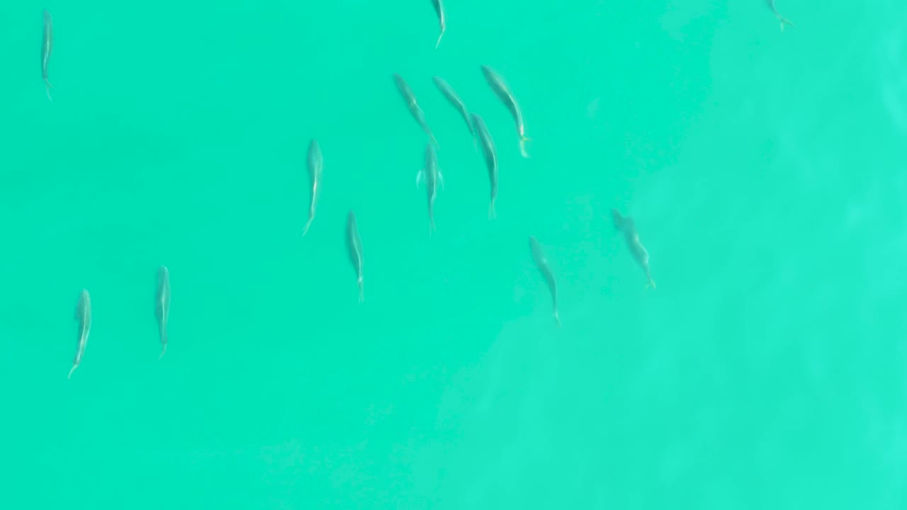 Small silvery fish remain spread across bright turquoise water in Los Frailes, Baja California Sur, with the frame kept free of shore, boats, and people.