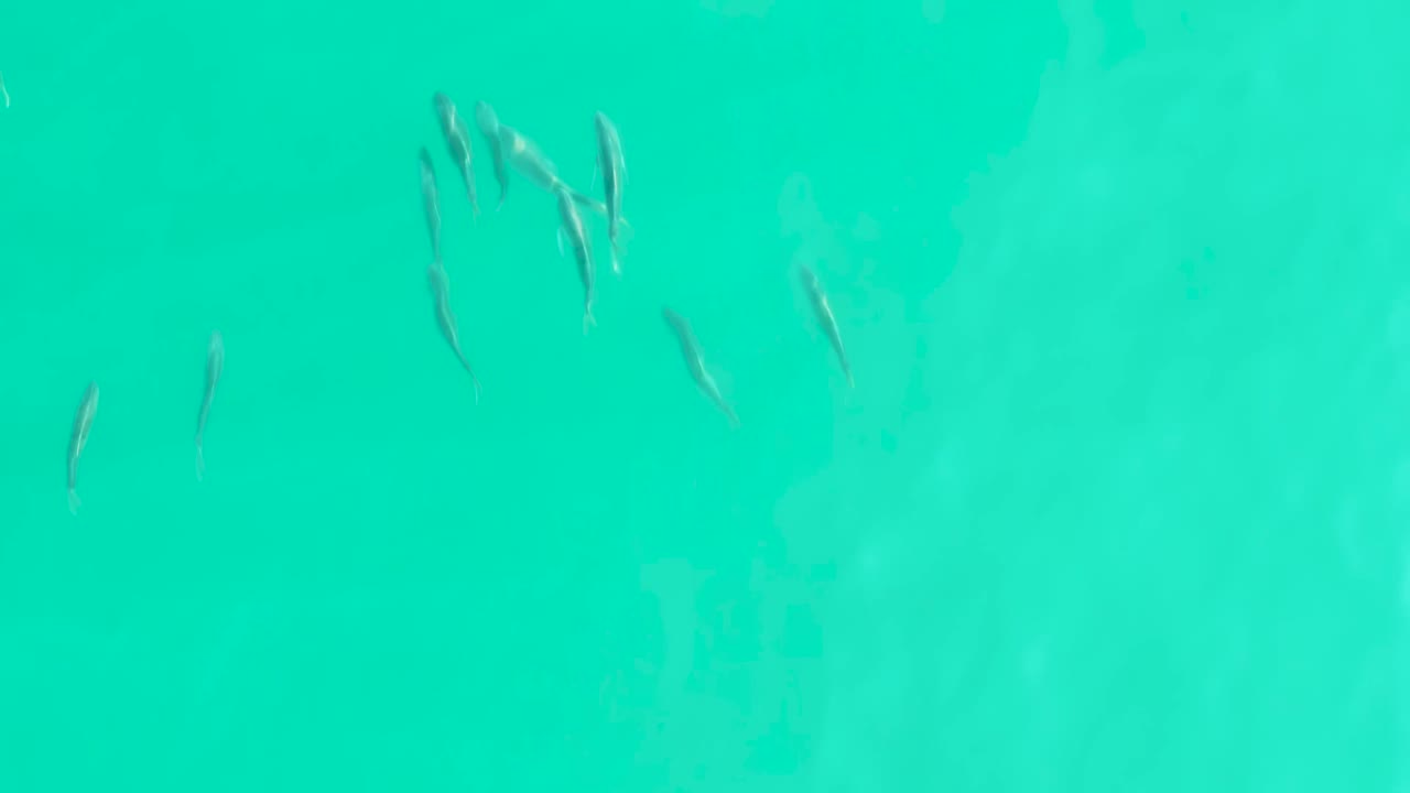 Several small fish cluster toward the left side of clear turquoise water in Los Frailes, Baja California Sur, while the rest of the frame stays open and people-free.