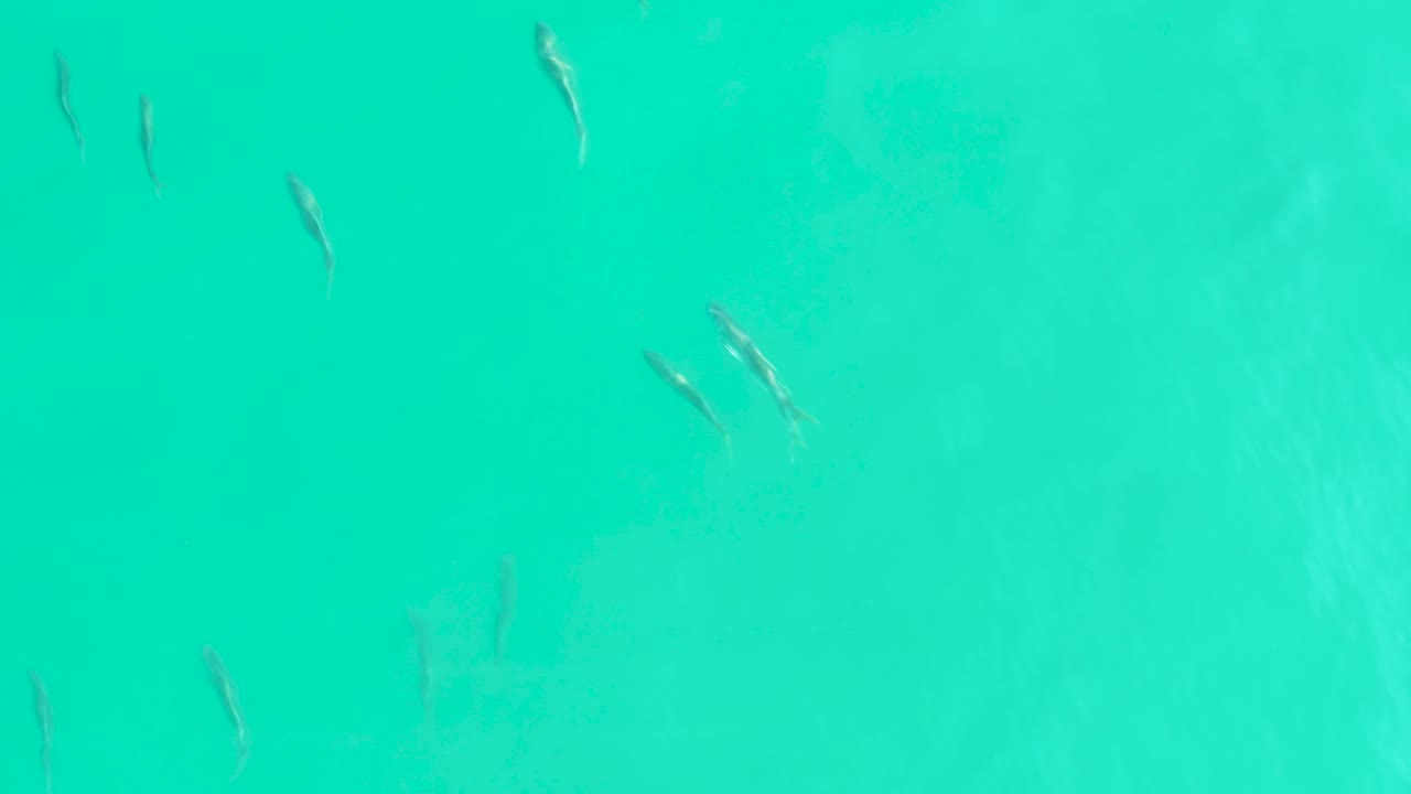 Small fish scattered in bright turquoise water.