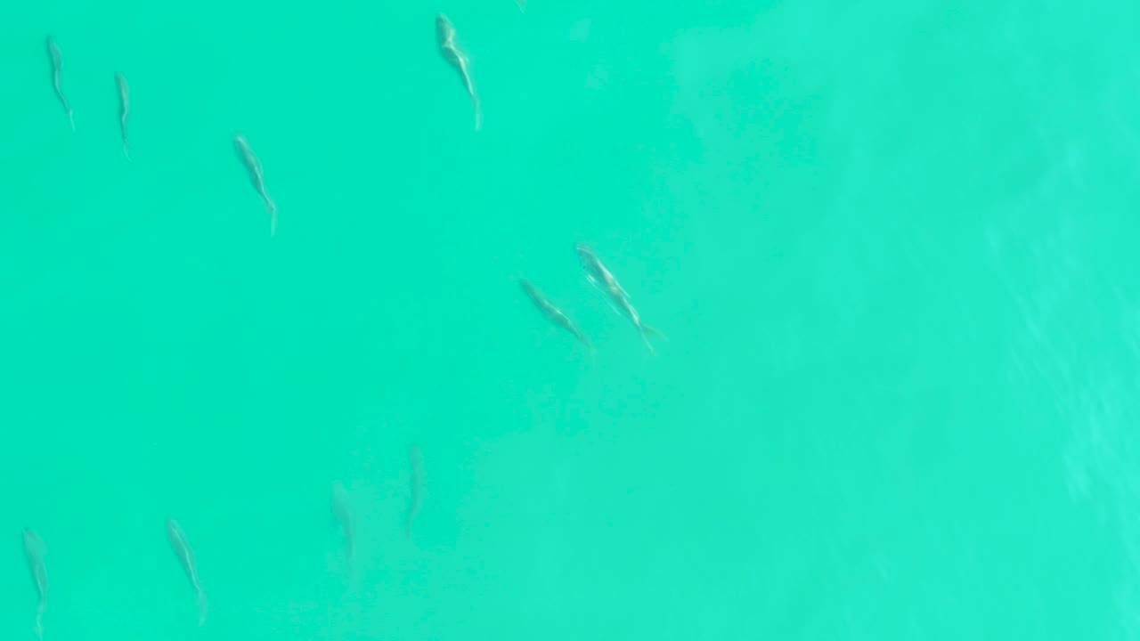 Small fish appear at varied spacing across clear blue-green water in Los Frailes, Baja California Sur, with subtle bottom texture and no visible people.