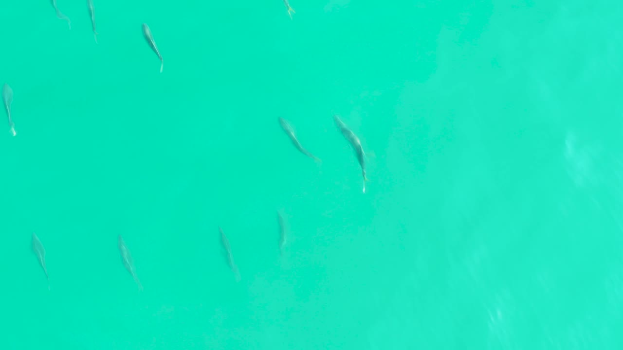 Several small fish sit against pale turquoise shallows in Los Frailes, Baja California Sur, with the water color staying bright and no visible people.