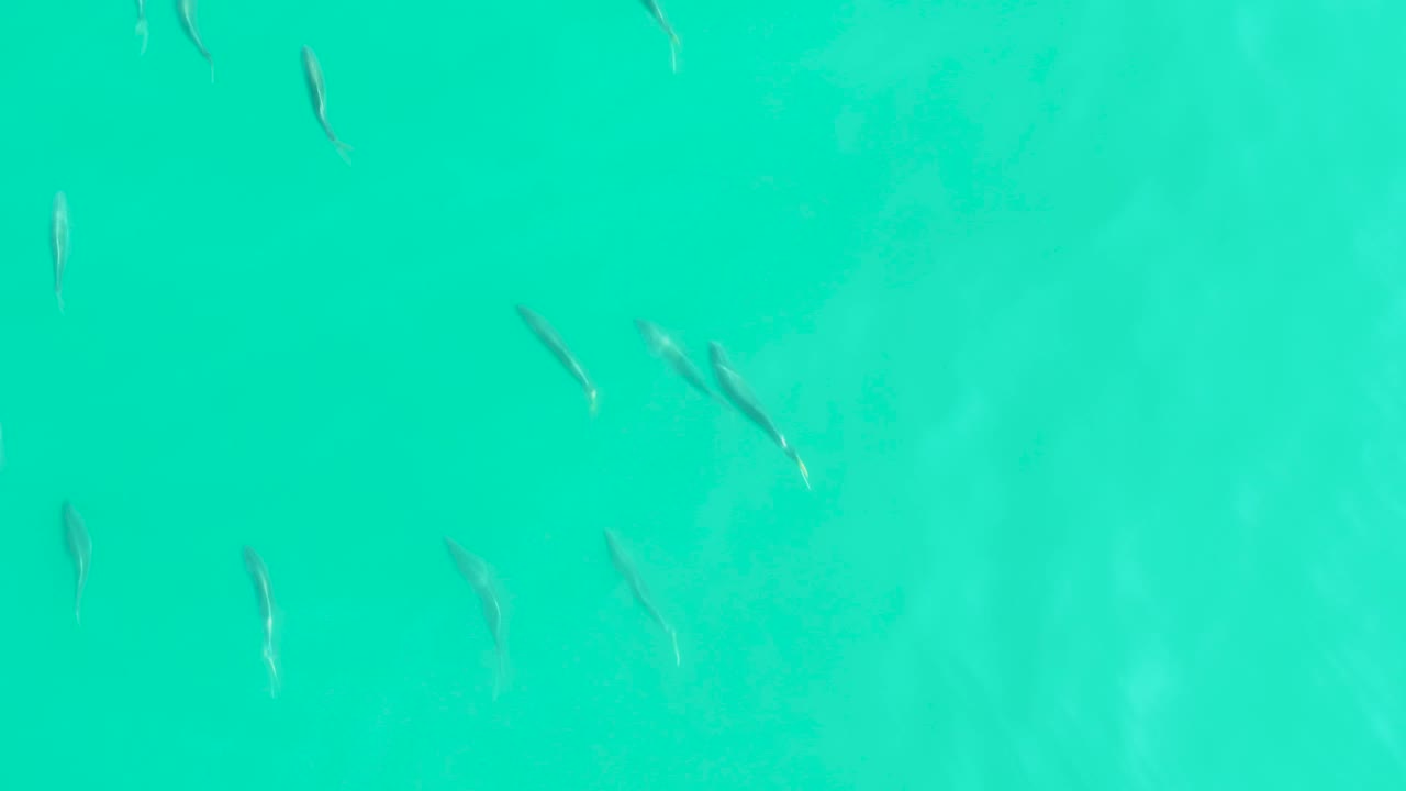 An overhead frame shows small fish crossing clear turquoise water in Los Frailes, Baja California Sur, with muted sandy shapes under the surface and no visible people.