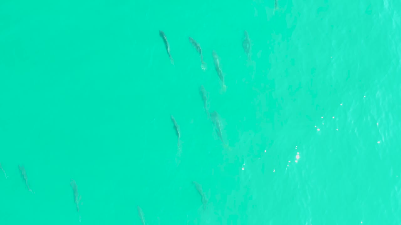 Small silvery fish drift through clear turquoise water at Los Frailes, Baja California Sur, with pale sand beneath and no visible people.