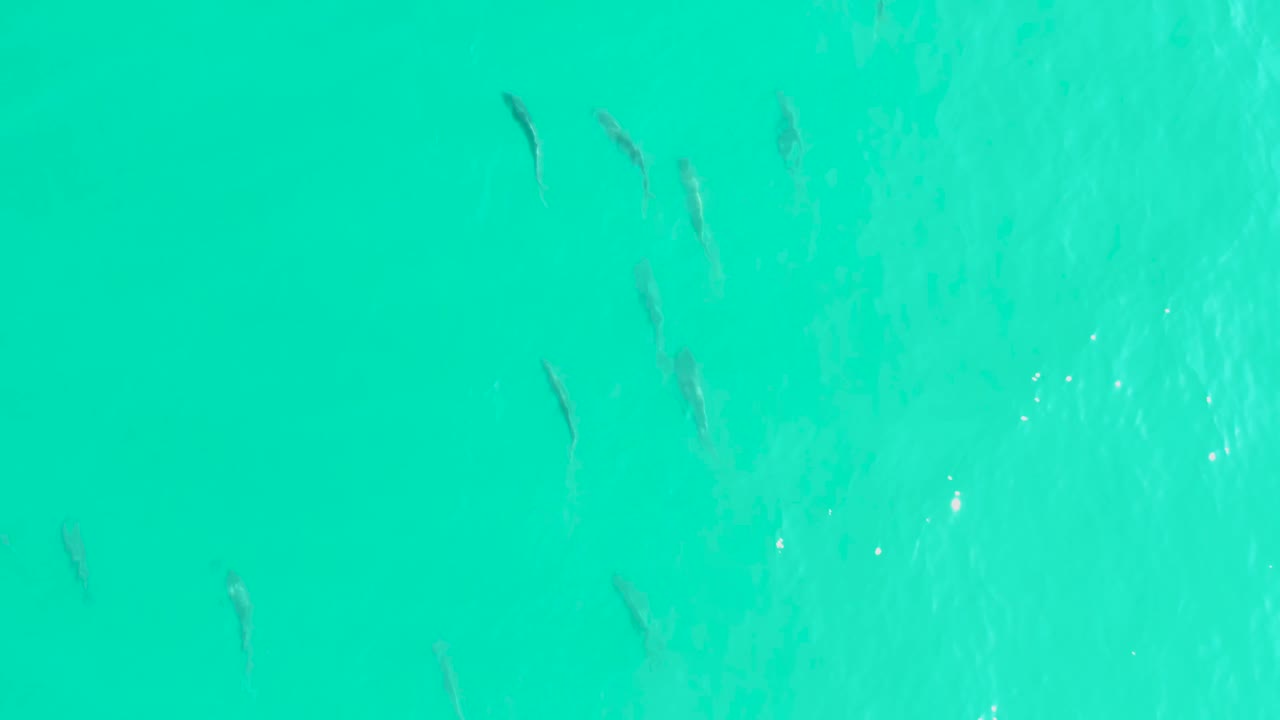 Several small fish are spread across the upper portion of clear turquoise water in Los Frailes, with faint ripple lines and no visible people.