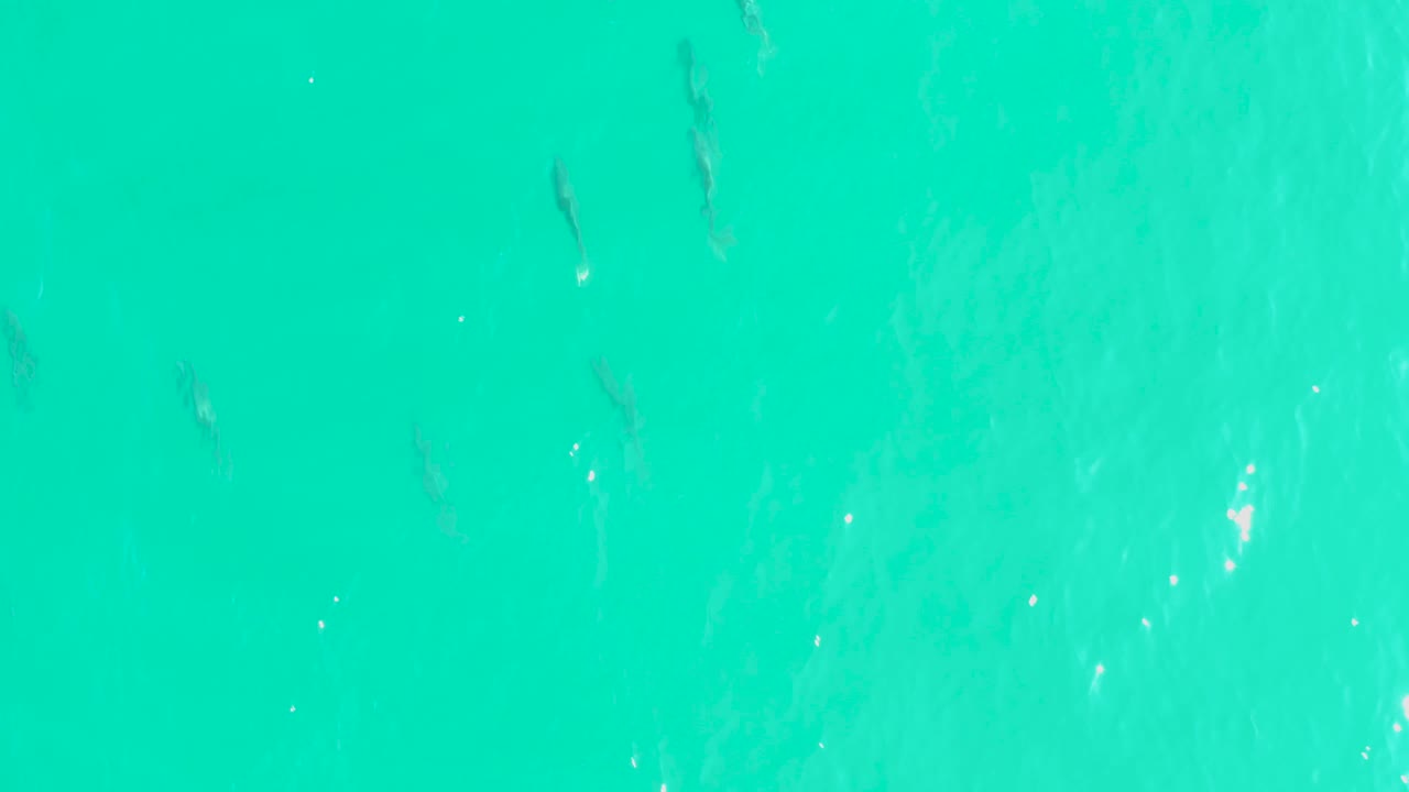 Small silvery fish appear near the top and right side of clear Los Frailes water, with pale sand and soft sunlit texture below and no visible people.