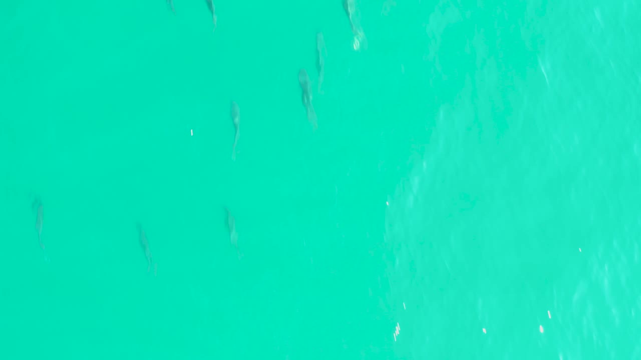 Fish moving through shallow turquoise sea.