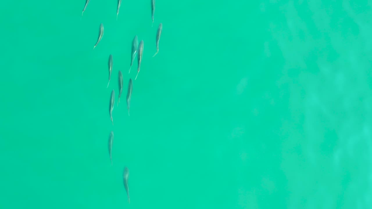 Small fish in turquoise water