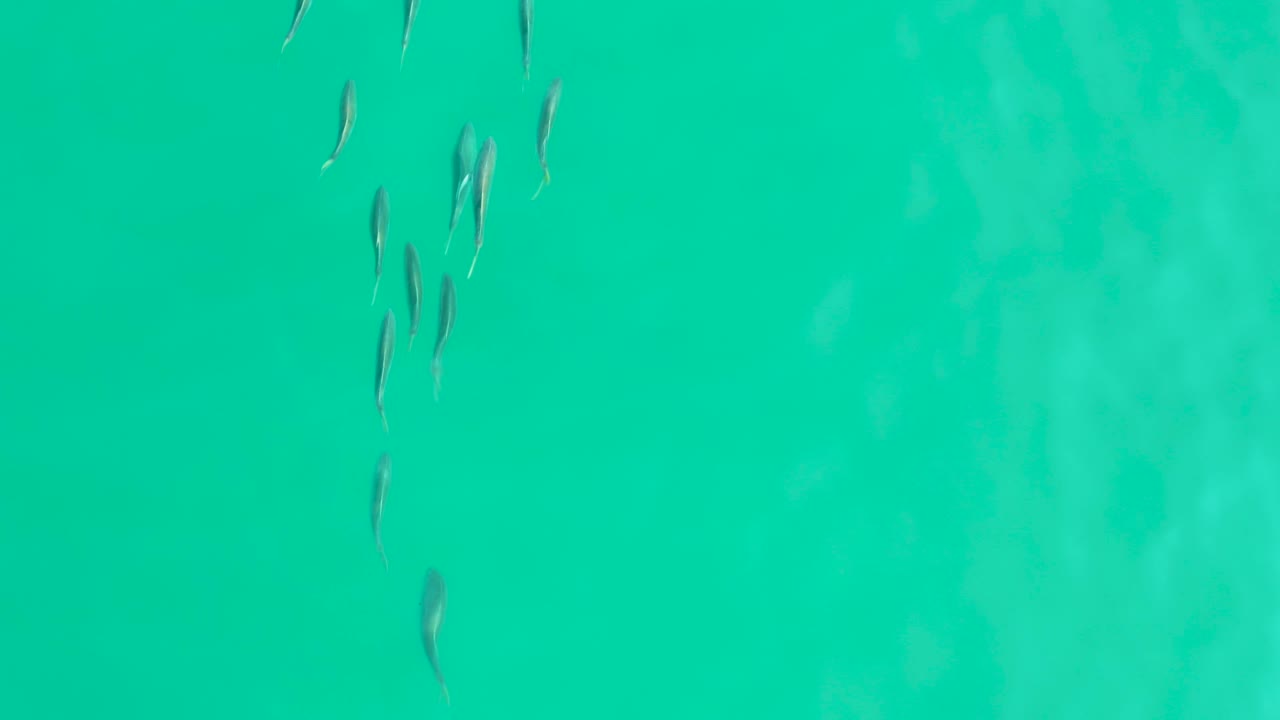 A loose group of small fish appears near the top center of clear turquoise water in Los Frailes, Baja California Sur, with faint sandy patterns below and no visible people.