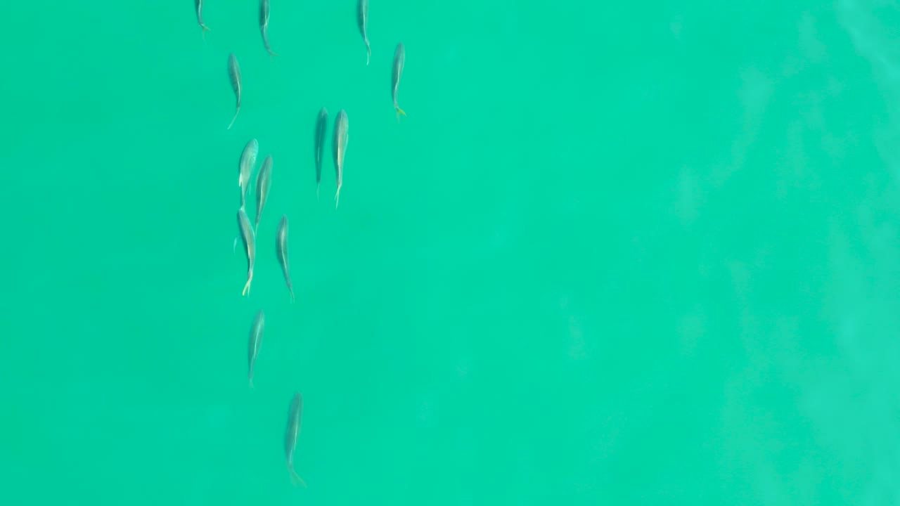 Several small fish are scattered near the upper right of shallow turquoise water in Los Frailes, Baja California Sur, with a muted seafloor pattern visible and no visible people.