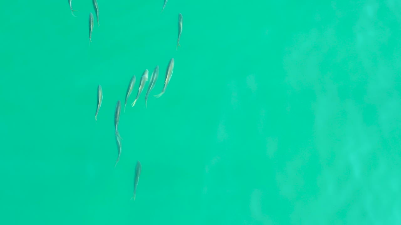 Small fish cross the left and center areas of clear turquoise water in Los Frailes, Baja California Sur, with pale bottom streaks under the surface and no visible people.