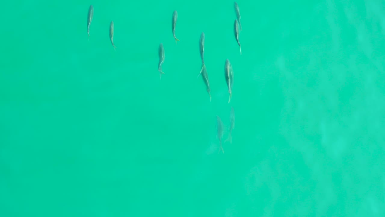 Top-down view of small fish spread through clear turquoise water at Los Frailes, Baja California Sur, with pale underwater texture and no visible people.
