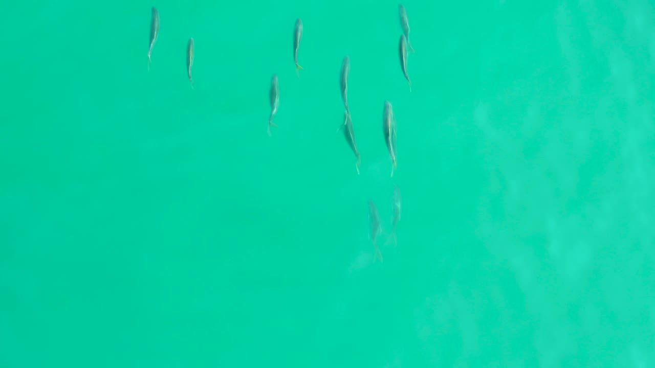 Small fish moving through bright turquoise water.