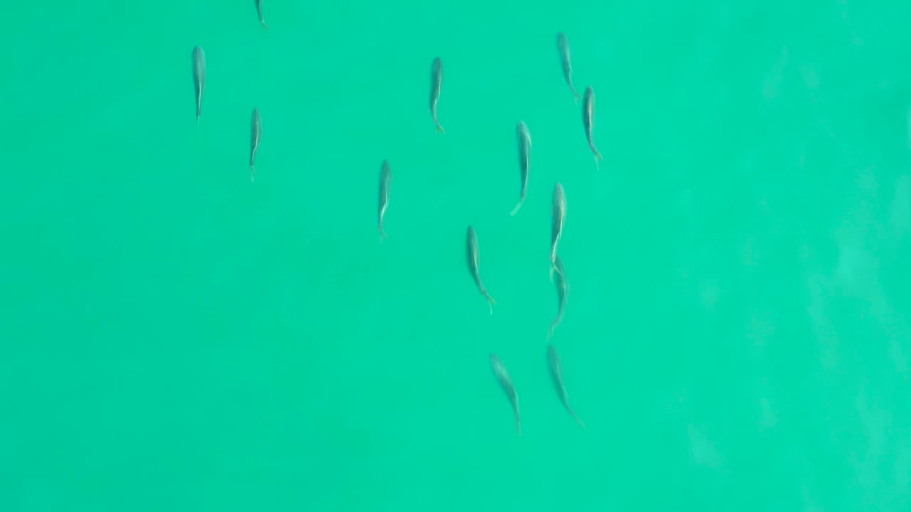 Small fish are clustered more tightly on the right side of the clear green-blue water at Los Frailes, Baja California Sur, with no visible people or structures.