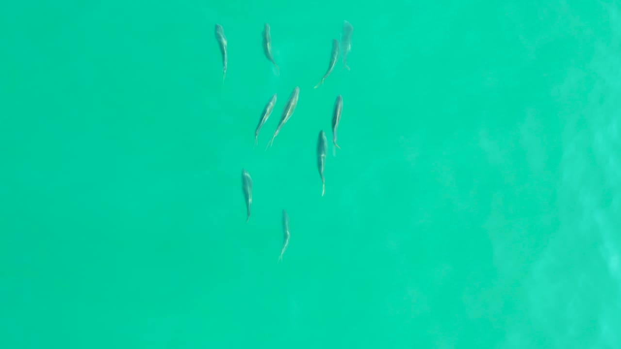 Small fish swim near the upper left of bright turquoise water at Los Frailes, Baja California Sur, with no visible people.