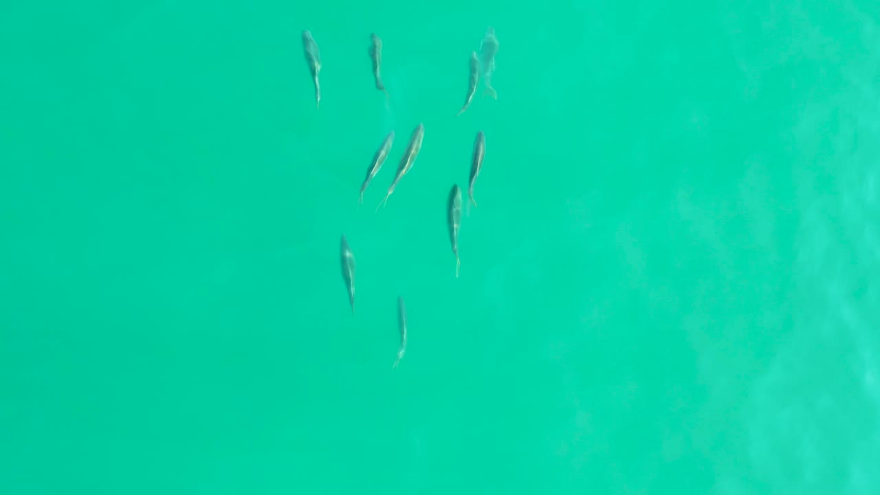 A loose cluster of small fish appears near the top of the frame over clear turquoise water at Los Frailes, with no visible people.