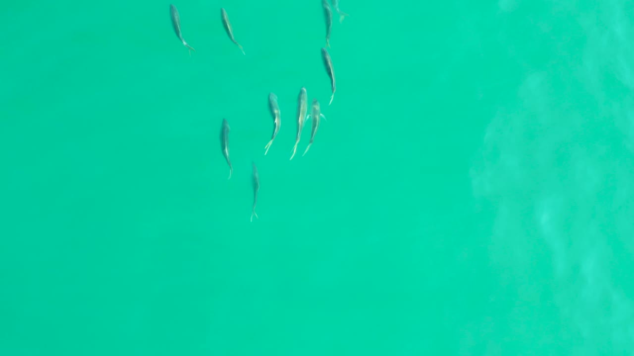 Several small fish gather near the upper center and upper right of blue-green water in Los Frailes, Baja California Sur, with no visible people.
