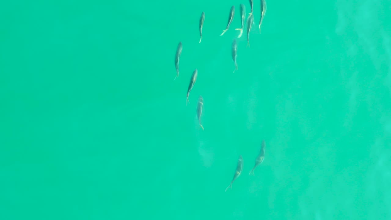 Small fish scattered in turquoise water