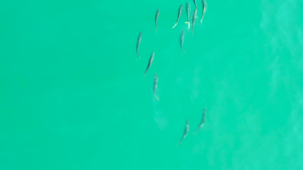 A loose school of small fish sits near the upper part of the frame in clear green-blue water at Los Frailes, Los Cabos, with no visible people.