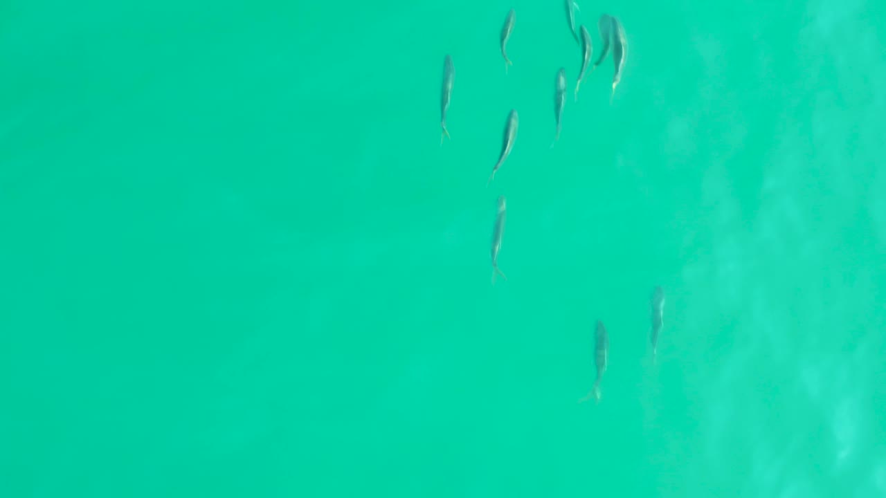 Small fish are spread across the right side of clear turquoise water at Los Frailes, Los Cabos, with soft pale patches below and no visible people.