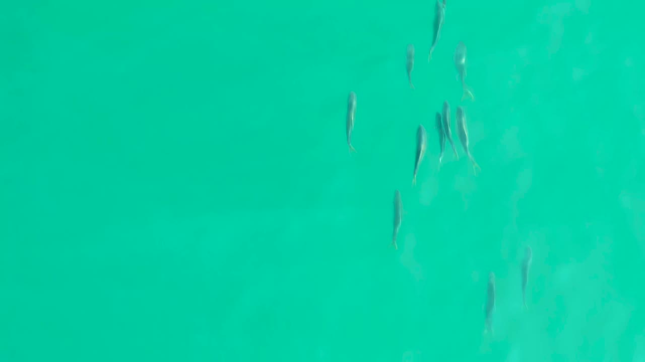 Several small fish cluster in the lower half of the clear turquoise water at Los Frailes, Los Cabos, with muted seabed texture and no visible people.